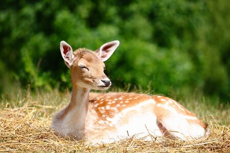 Young deer sitting down on a layer of hay near in a green forestの写真素材