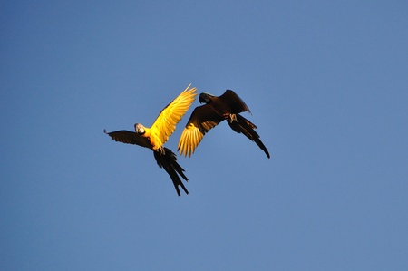 Blue and Gold Macaws in the Peruvian Amazonの写真素材
