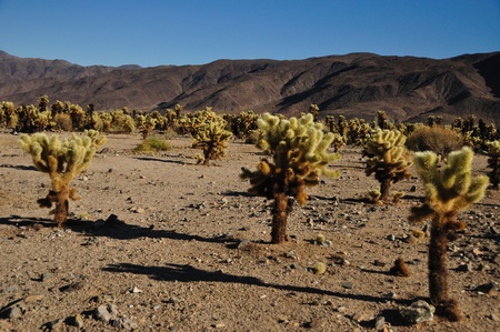 Teddybear Cactus in the Californian Desertの写真素材