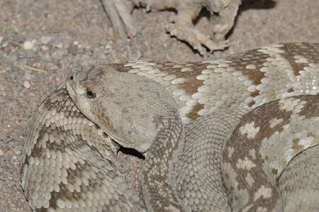 Black-tailed rattlesnake (Crotalus molossus) from the Chihuahuan Desert of Coahuila, MXの写真素材