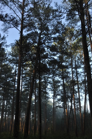 Misty morning in a pine forest of Mississippi の写真素材