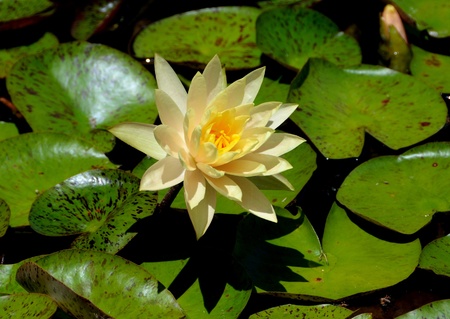 Lily pad and flowers in a pondの写真素材