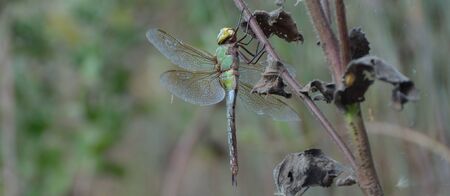 Dragonfly Perched on a Branchの写真素材
