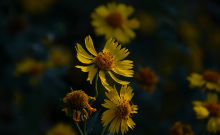 Autumn Flowers in the Afternoon Sunの写真素材