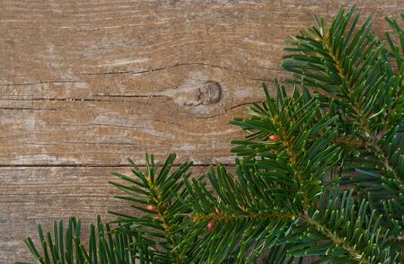 fir branches and wooden background
