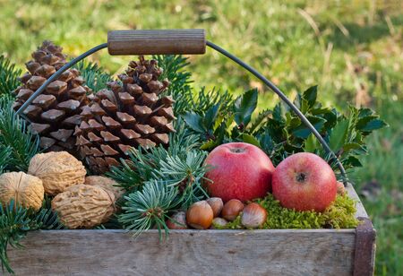basket with fir branches, holly branches,nuts, apples, moss and pine conesの写真素材