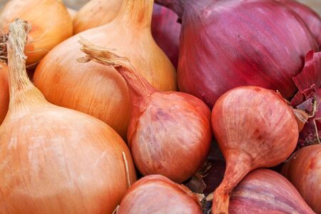red and yellow onionsの写真素材
