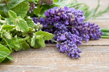 Lavender, rosemary,  mint,の写真素材