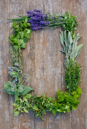 frame with lavender, rosemary, thyme, sage, salad burnet, cut Lach, tarragon, parsley, mint, celery, borage, lemon balmの写真素材
