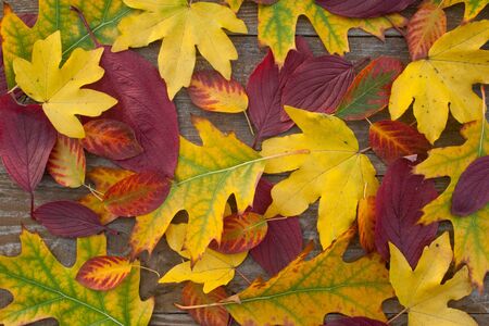 colored leaves on wooden ground