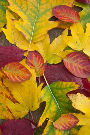 colored leaves on wooden ground