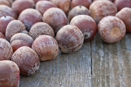 acorns on wooden tableの写真素材