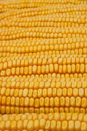 corn