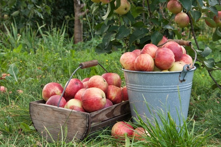 bucket and basket with apples