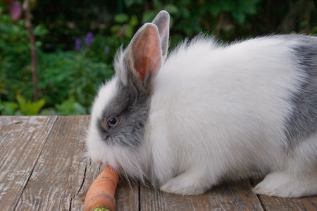 rabbit with carrot