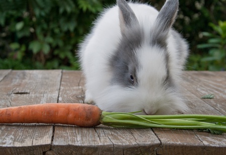 rabbit with carrotの写真素材