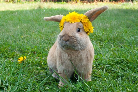 rabbit with dandelionの写真素材