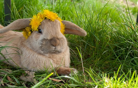 rabbit with dandelionの写真素材