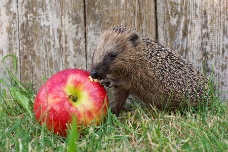 hedgehog and appleの写真素材