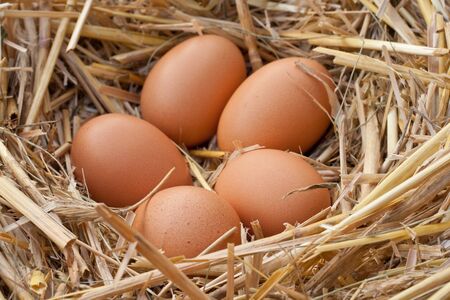 brown eggs in a nestの写真素材