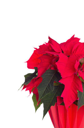 red poinsettiain a flower potの写真素材