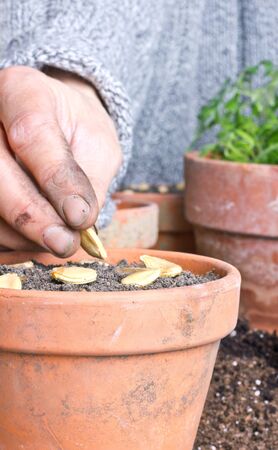 hands seeding seed into  flower pots の写真素材