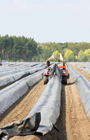 Asparagus is harvestedの写真素材