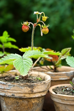 Plant pots with strawberries and herbsの写真素材