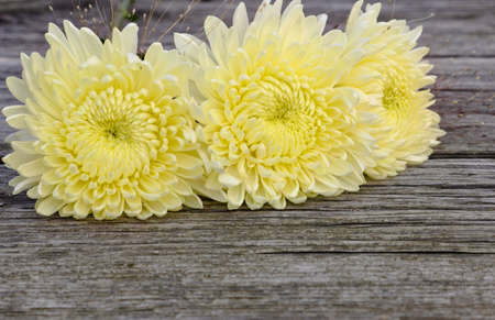 yellow mum and white card on wooden tableの写真素材
