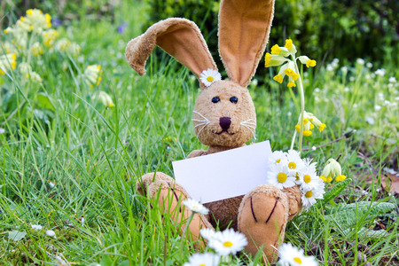 Easter bunny with daisies and white card