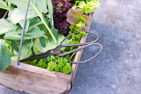 Basket with Turnip greens, salad and scissors 