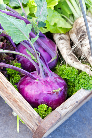 Basket with Turnip greens, white radish and saladの写真素材
