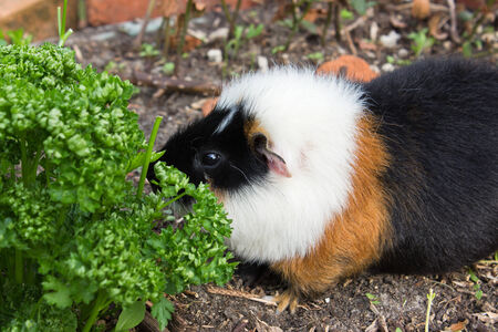 A guinea pig is eating parsleyの写真素材