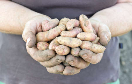 Hands with fresh, Bamberg potatoesの写真素材