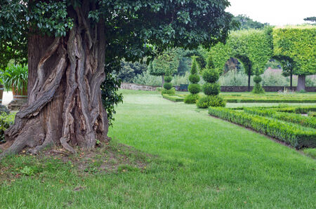 old tree in the parkの写真素材