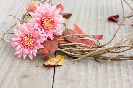 chrysanthemus pink and red autumn leavesの写真素材