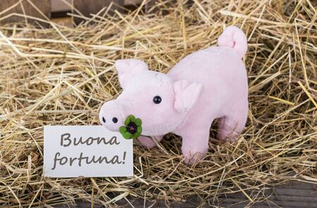 Lucky pig with cloverleaf and text card with italian good luckの写真素材