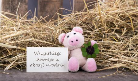 Lucky pig with cloverleaf and card Happy birthday text with polishの写真素材