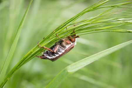 A May beetle climbing on a blade of grass up