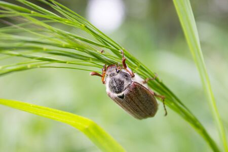 A May beetle climbing on a blade of grass upの写真素材