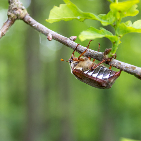 A May beetle climbing on the branch of an oak treeの写真素材