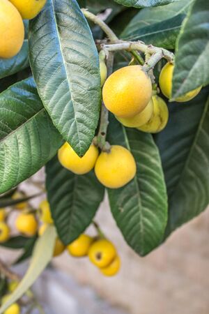 orange, ripe Fruits of loquatの写真素材