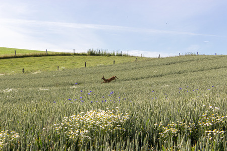 Young buck jumps in a wheat fieldの写真素材
