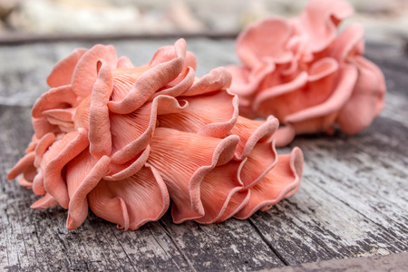 Pink Oyster Mushroom on a wooden backgroundの写真素材