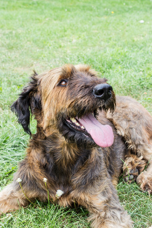 big brown dog pantsの写真素材