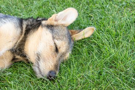 puppy lying on the grassの写真素材