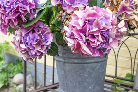 purple hydrangea flowers in a zinc bucketの写真素材