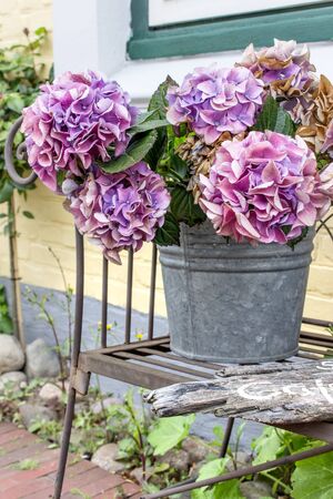 purple hydrangea flowers in a zinc bucket