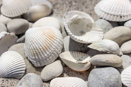 Shells and pebbles in the sand