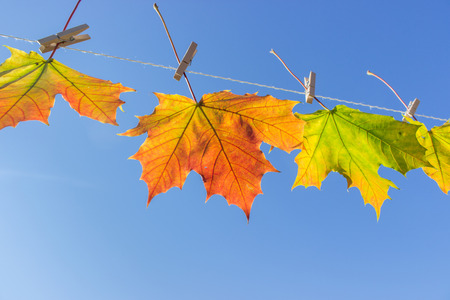 Autumn leaves hanging on a clothesline
